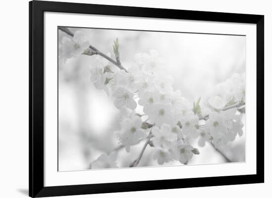 Cherry Tree-Philippe Sainte-Laudy-Framed Photographic Print