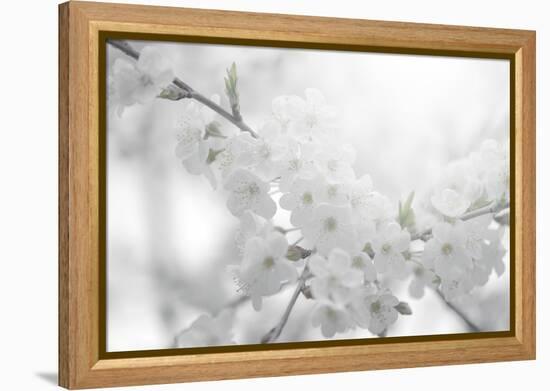 Cherry Tree-Philippe Sainte-Laudy-Framed Premier Image Canvas