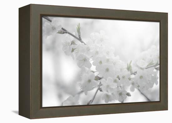 Cherry Tree-Philippe Sainte-Laudy-Framed Premier Image Canvas