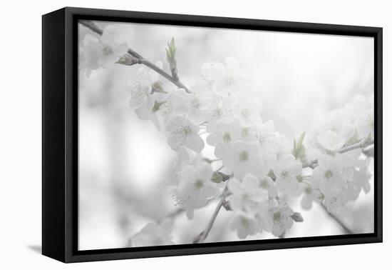 Cherry Tree-Philippe Sainte-Laudy-Framed Premier Image Canvas