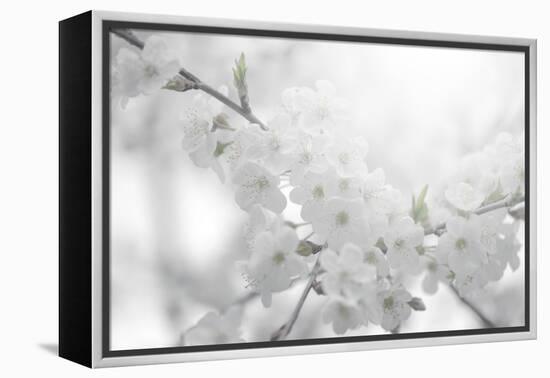 Cherry Tree-Philippe Sainte-Laudy-Framed Premier Image Canvas