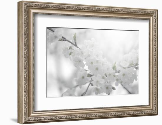 Cherry Tree-Philippe Sainte-Laudy-Framed Photographic Print