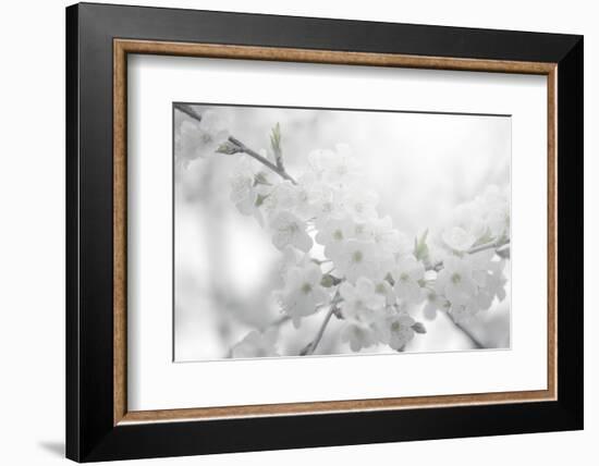 Cherry Tree-Philippe Sainte-Laudy-Framed Photographic Print