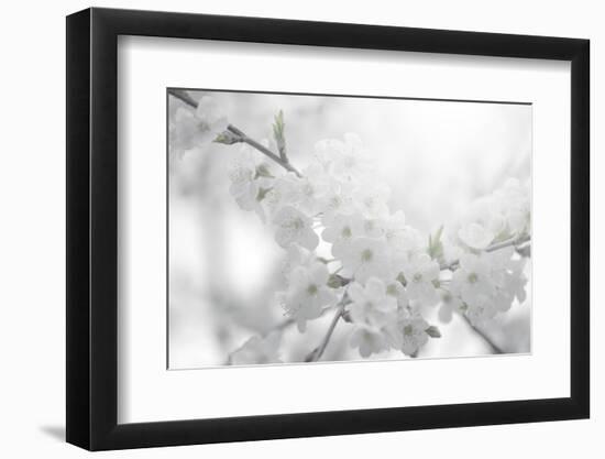 Cherry Tree-Philippe Sainte-Laudy-Framed Photographic Print