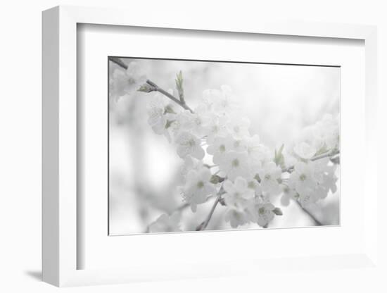 Cherry Tree-Philippe Sainte-Laudy-Framed Photographic Print