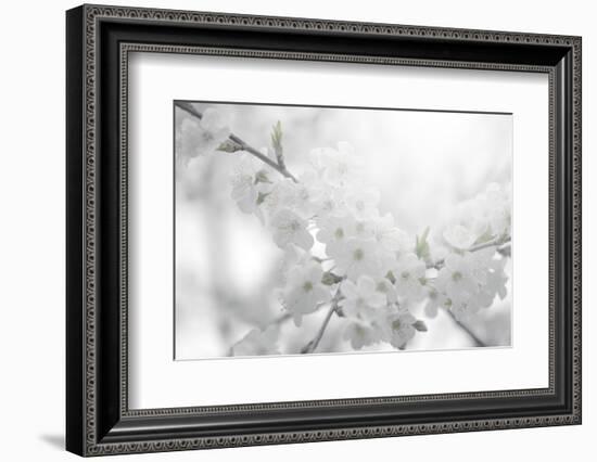 Cherry Tree-Philippe Sainte-Laudy-Framed Photographic Print