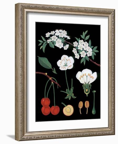 Cherry Tree-null-Framed Giclee Print