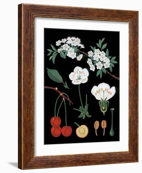 Cherry Tree-null-Framed Giclee Print