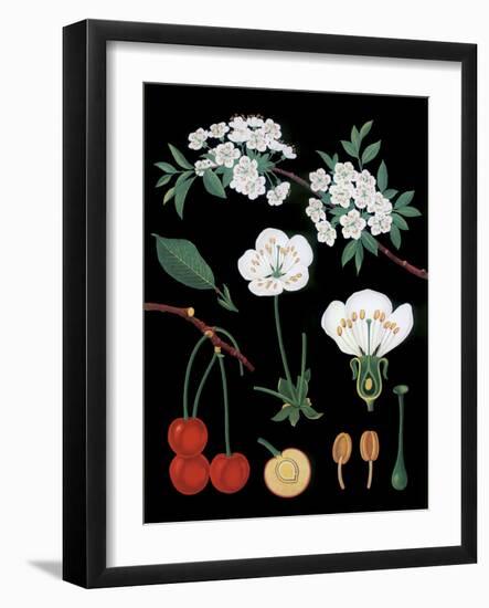 Cherry Tree-null-Framed Giclee Print