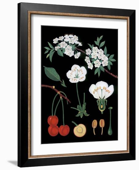 Cherry Tree-null-Framed Giclee Print