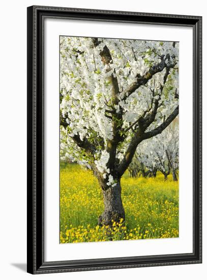 Cherry Trees, Blossom, Spring-Herbert Kehrer-Framed Photographic Print