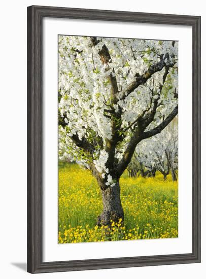 Cherry Trees, Blossom, Spring-Herbert Kehrer-Framed Photographic Print