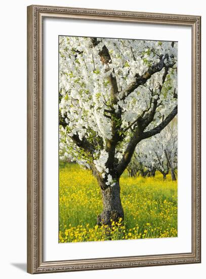 Cherry Trees, Blossom, Spring-Herbert Kehrer-Framed Photographic Print