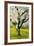 Cherry Trees, Blossom, Spring-Herbert Kehrer-Framed Photographic Print