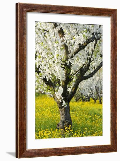 Cherry Trees, Blossom, Spring-Herbert Kehrer-Framed Photographic Print