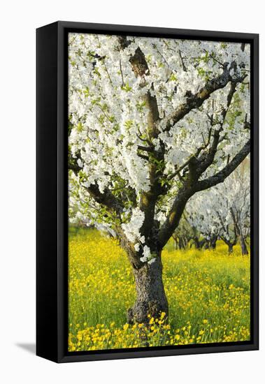 Cherry Trees, Blossom, Spring-Herbert Kehrer-Framed Premier Image Canvas