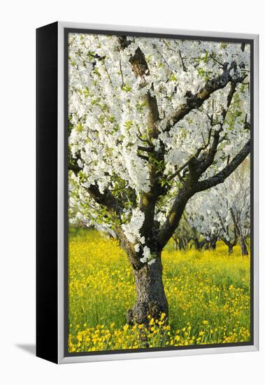 Cherry Trees, Blossom, Spring-Herbert Kehrer-Framed Premier Image Canvas