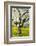 Cherry Trees, Blossom, Spring-Herbert Kehrer-Framed Photographic Print