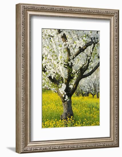 Cherry Trees, Blossom, Spring-Herbert Kehrer-Framed Photographic Print