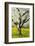 Cherry Trees, Blossom, Spring-Herbert Kehrer-Framed Photographic Print