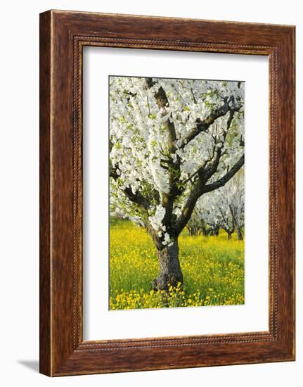 Cherry Trees, Blossom, Spring-Herbert Kehrer-Framed Photographic Print