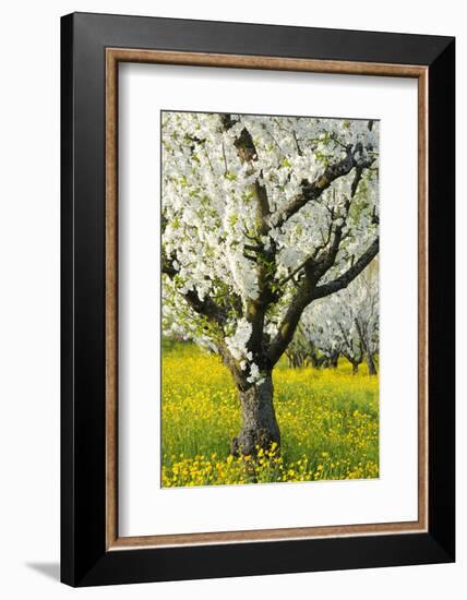 Cherry Trees, Blossom, Spring-Herbert Kehrer-Framed Photographic Print