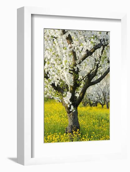 Cherry Trees, Blossom, Spring-Herbert Kehrer-Framed Photographic Print