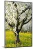 Cherry Trees, Blossom, Spring-Herbert Kehrer-Mounted Photographic Print