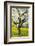 Cherry Trees, Blossom, Spring-Herbert Kehrer-Framed Photographic Print