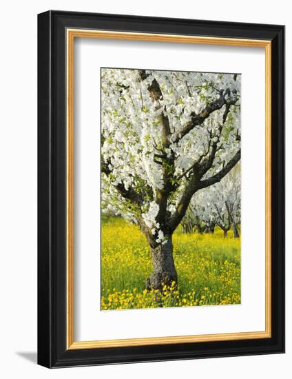 Cherry Trees, Blossom, Spring-Herbert Kehrer-Framed Photographic Print