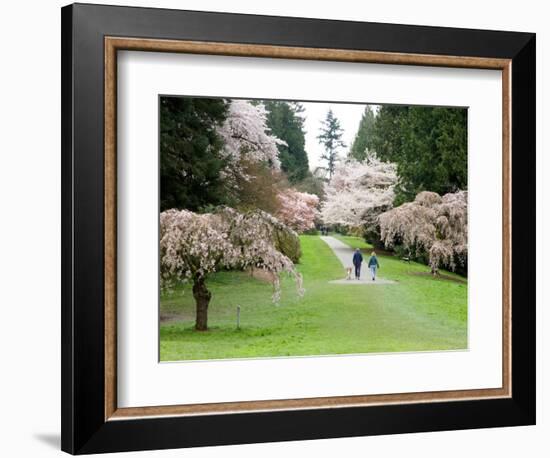 Cherry Trees Blossoming in the Spring, Washington Park Arboretum, Seattle, Washington, USA-Jamie & Judy Wild-Framed Photographic Print