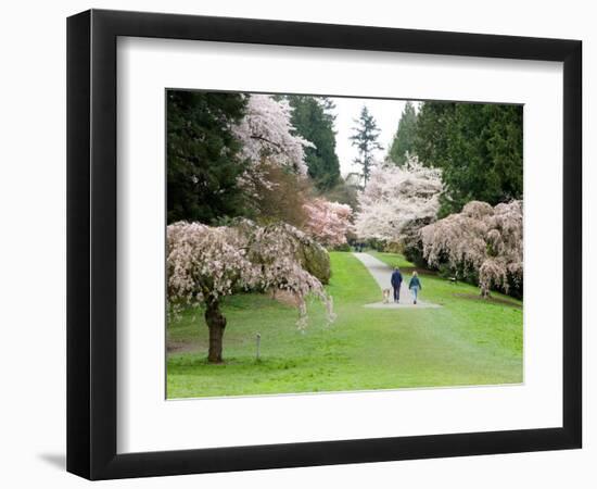 Cherry Trees Blossoming in the Spring, Washington Park Arboretum, Seattle, Washington, USA-Jamie & Judy Wild-Framed Photographic Print