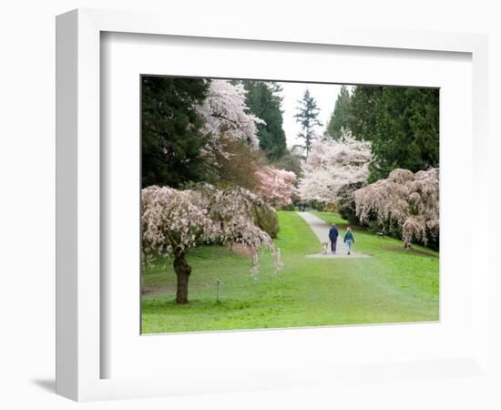 Cherry Trees Blossoming in the Spring, Washington Park Arboretum, Seattle, Washington, USA-Jamie & Judy Wild-Framed Photographic Print