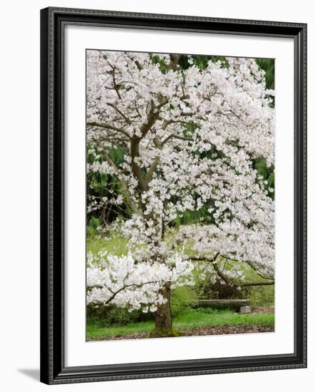 Cherry Trees Blossoming in the Spring, Washington Park Arboretum, Seattle, Washington, USA-Jamie & Judy Wild-Framed Photographic Print