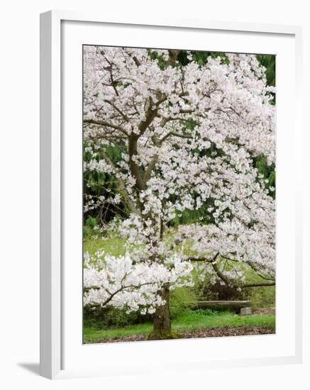 Cherry Trees Blossoming in the Spring, Washington Park Arboretum, Seattle, Washington, USA-Jamie & Judy Wild-Framed Photographic Print