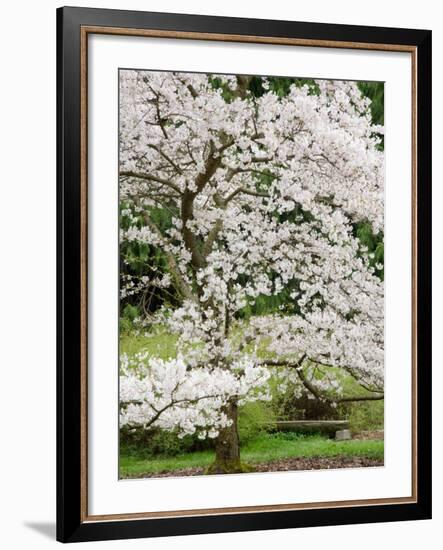 Cherry Trees Blossoming in the Spring, Washington Park Arboretum, Seattle, Washington, USA-Jamie & Judy Wild-Framed Photographic Print