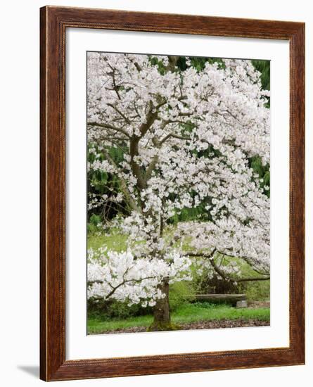 Cherry Trees Blossoming in the Spring, Washington Park Arboretum, Seattle, Washington, USA-Jamie & Judy Wild-Framed Photographic Print