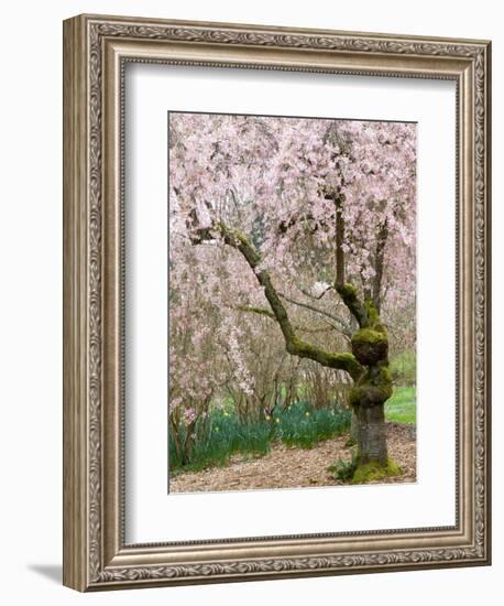 Cherry Trees Blossoming in the Spring, Washington Park Arboretum, Seattle, Washington, USA-Jamie & Judy Wild-Framed Photographic Print