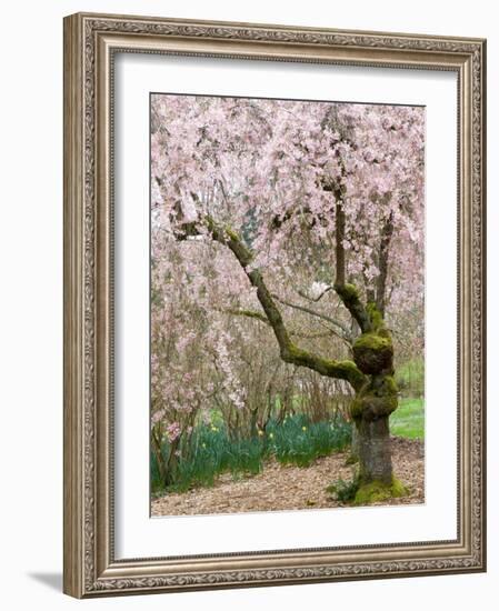 Cherry Trees Blossoming in the Spring, Washington Park Arboretum, Seattle, Washington, USA-Jamie & Judy Wild-Framed Photographic Print