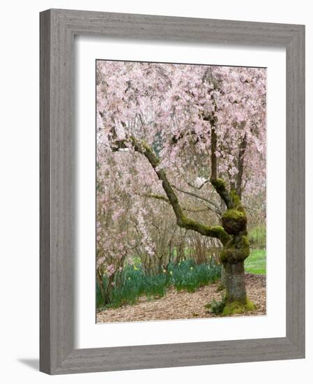 Cherry Trees Blossoming in the Spring, Washington Park Arboretum, Seattle, Washington, USA-Jamie & Judy Wild-Framed Photographic Print