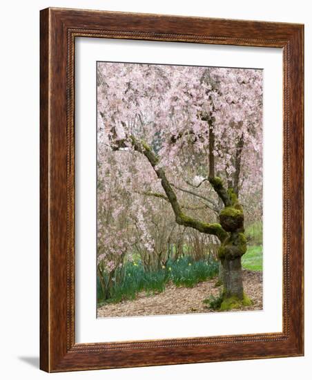 Cherry Trees Blossoming in the Spring, Washington Park Arboretum, Seattle, Washington, USA-Jamie & Judy Wild-Framed Photographic Print