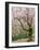 Cherry Trees Blossoming in the Spring, Washington Park Arboretum, Seattle, Washington, USA-Jamie & Judy Wild-Framed Photographic Print