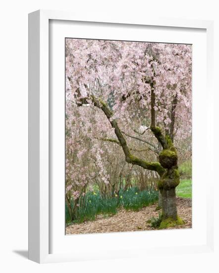 Cherry Trees Blossoming in the Spring, Washington Park Arboretum, Seattle, Washington, USA-Jamie & Judy Wild-Framed Photographic Print