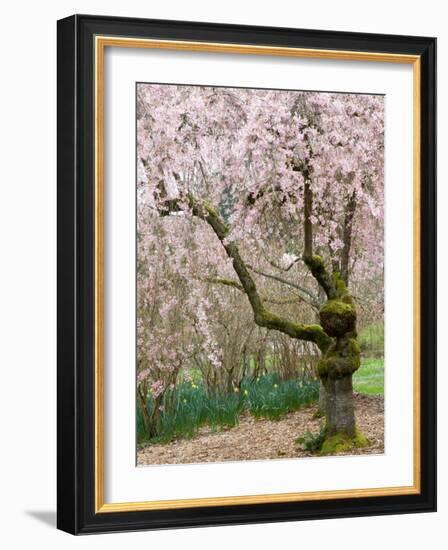 Cherry Trees Blossoming in the Spring, Washington Park Arboretum, Seattle, Washington, USA-Jamie & Judy Wild-Framed Photographic Print