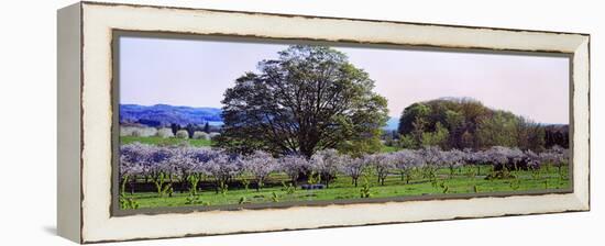 Cherry Trees in an Orchard, Michigan, USA-null-Framed Stretched Canvas