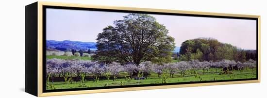 Cherry Trees in an Orchard, Michigan, USA-null-Framed Stretched Canvas