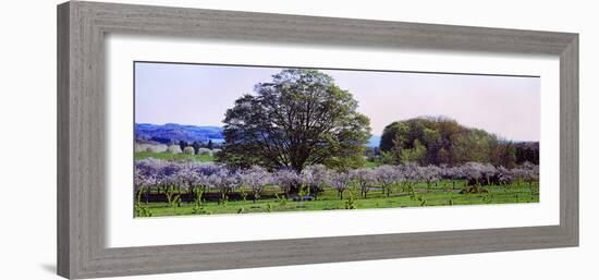 Cherry Trees in an Orchard, Michigan, USA-null-Framed Photographic Print