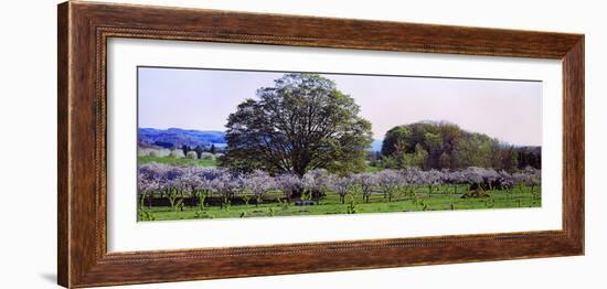 Cherry Trees in an Orchard, Michigan, USA-null-Framed Photographic Print