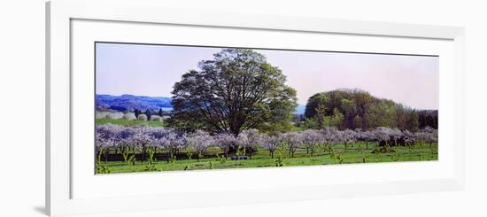 Cherry Trees in an Orchard, Michigan, USA-null-Framed Photographic Print