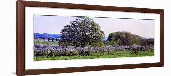 Cherry Trees in an Orchard, Michigan, USA-null-Framed Photographic Print